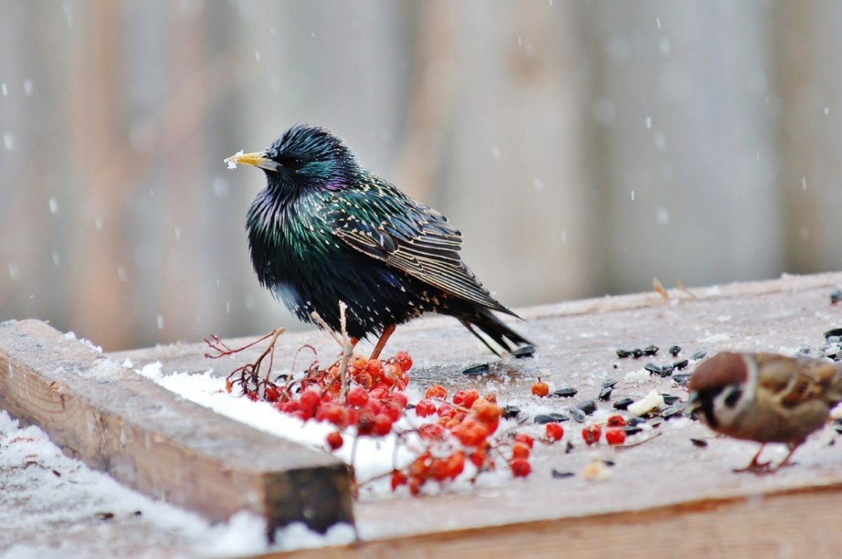 Скворцы Весна снег фото