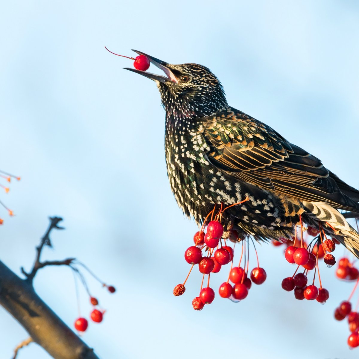 Скворец ягодник