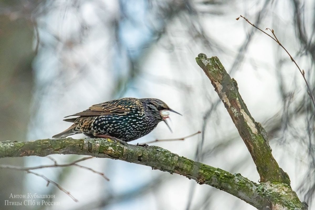 Скворцы прилетели в Петербург