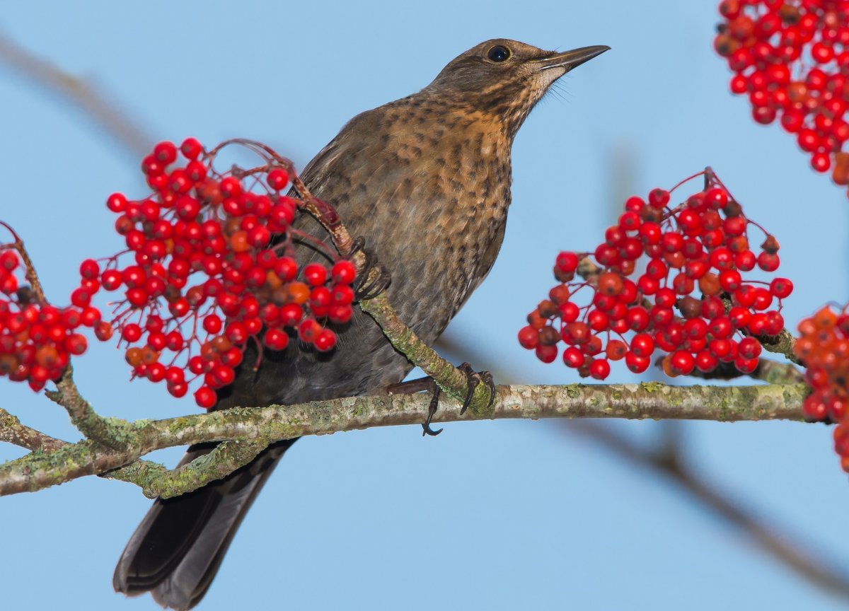 Рябинный скворец