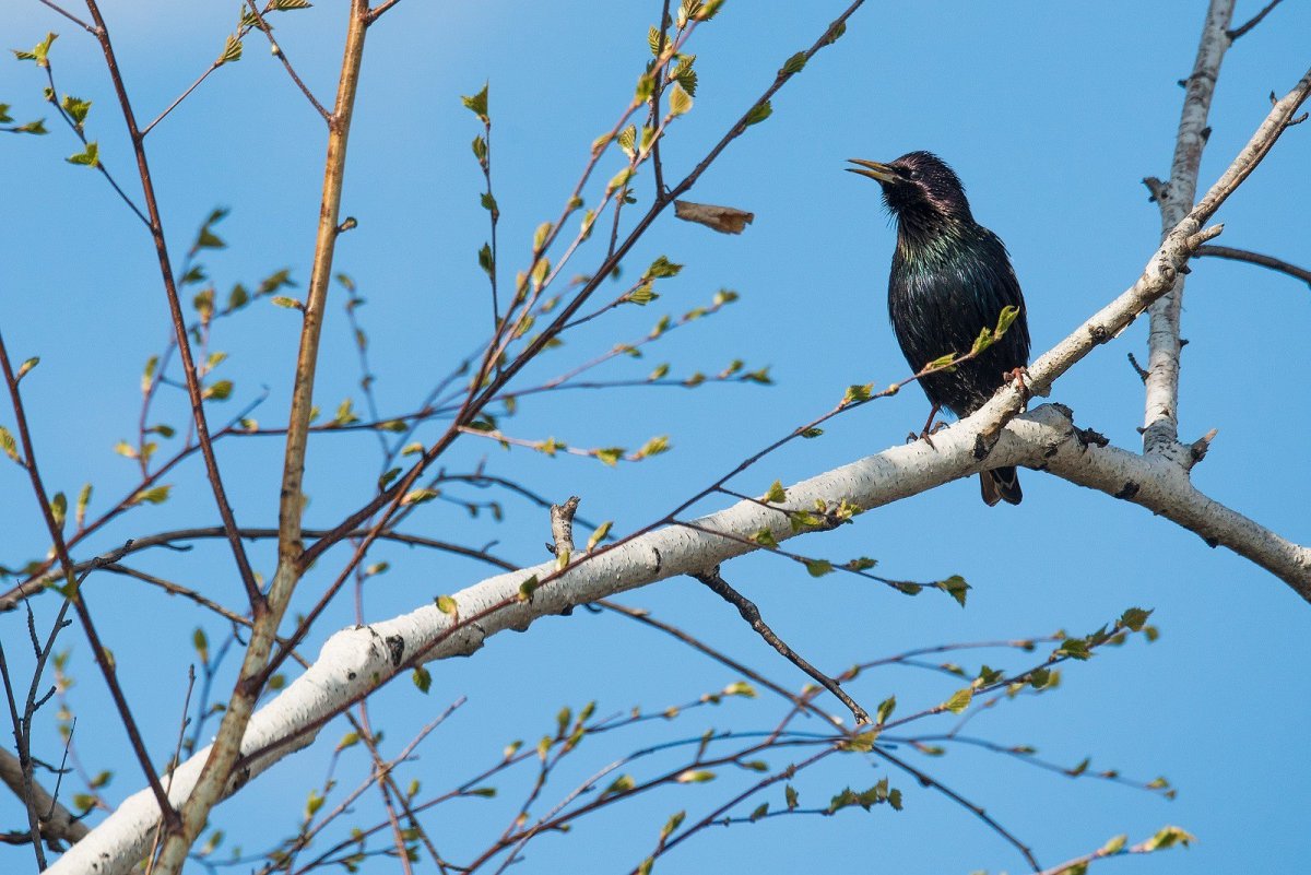 Скворец Поволжский