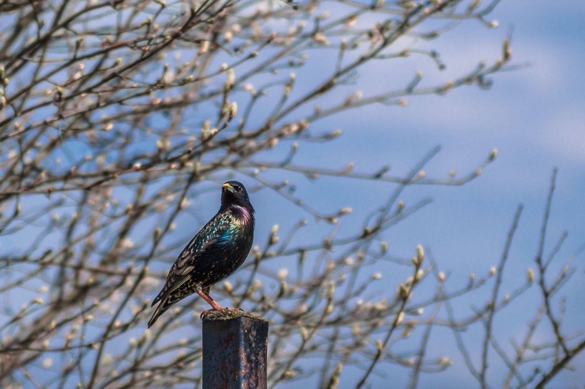 Вестники весны