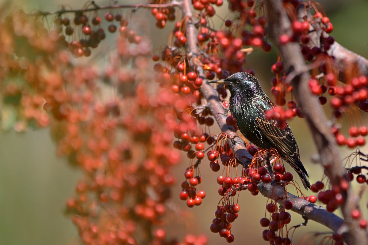 Рябинный скворец