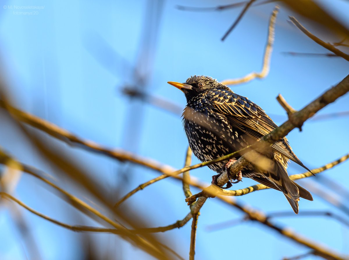 Скворец бронза