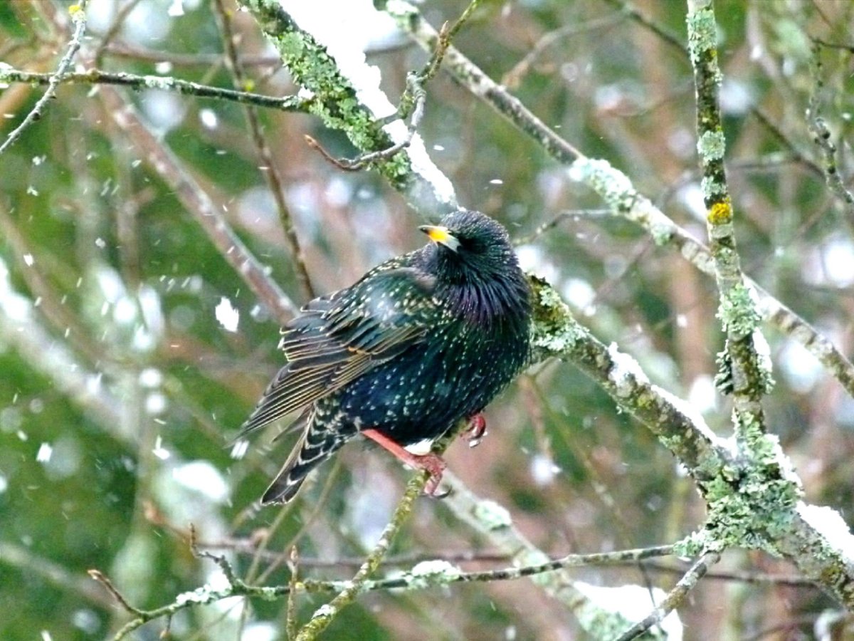 Скворцы в Ленинградской области
