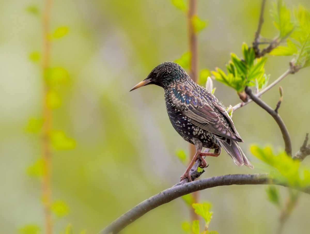 Птица Балтийский скворец