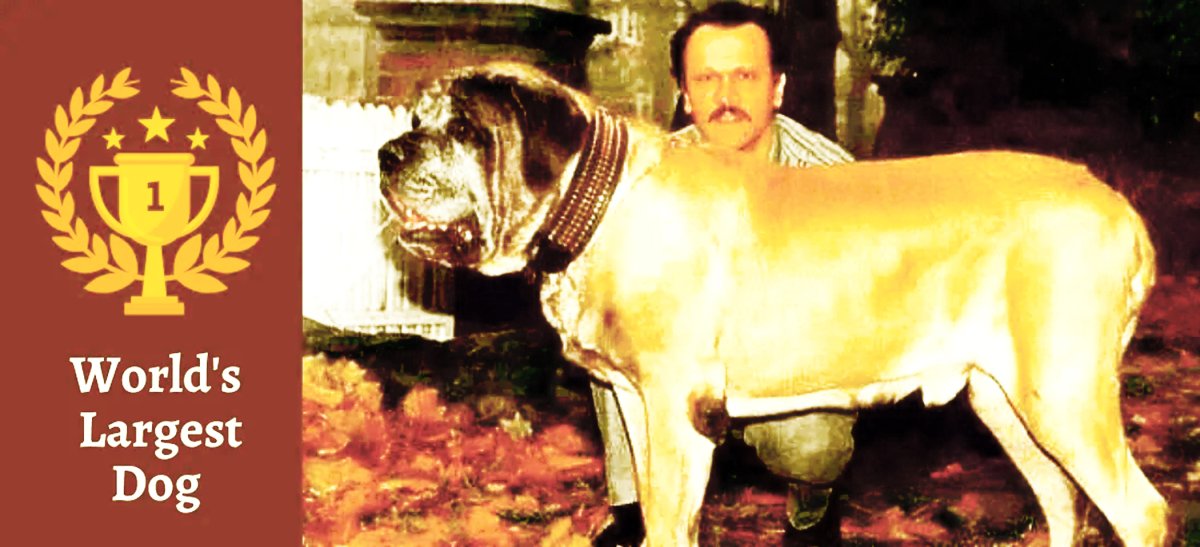 Английский мастиф Зорба