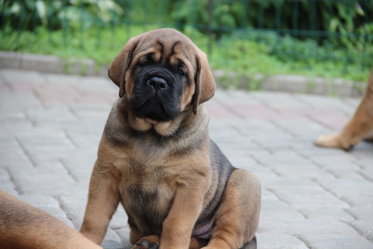 Мастиф гладкошерстный