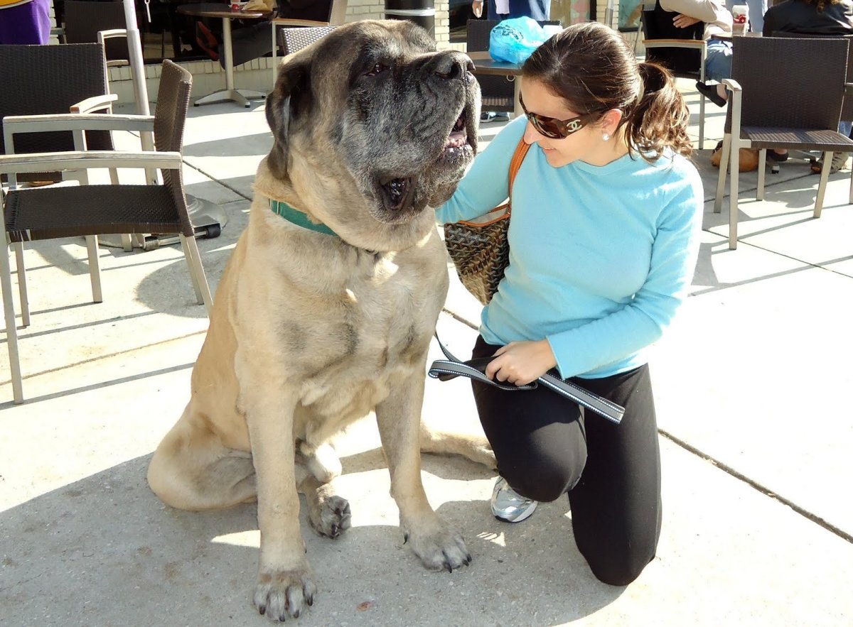 Английский мастиф и Бульмастиф
