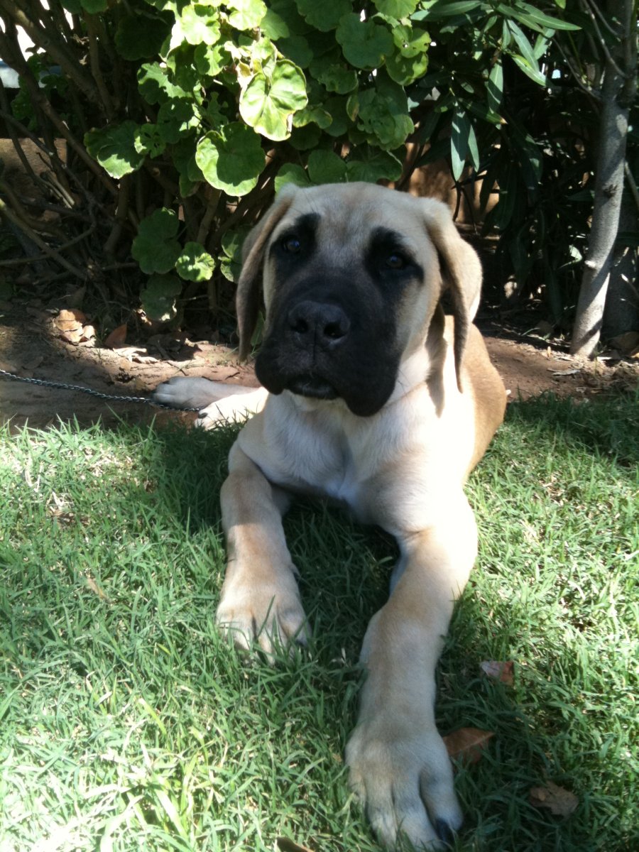 Английский мастиф Зевс