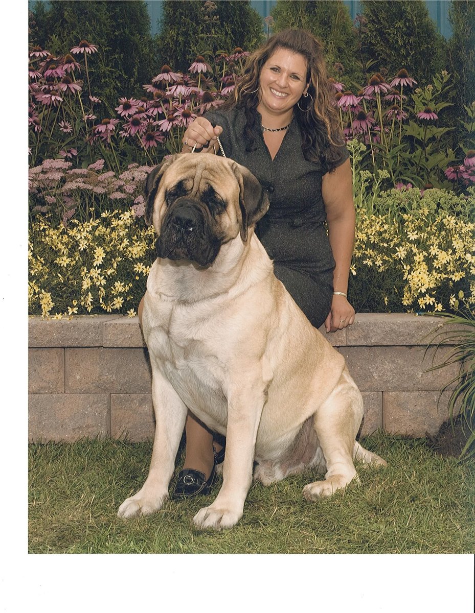 Английский мастиф