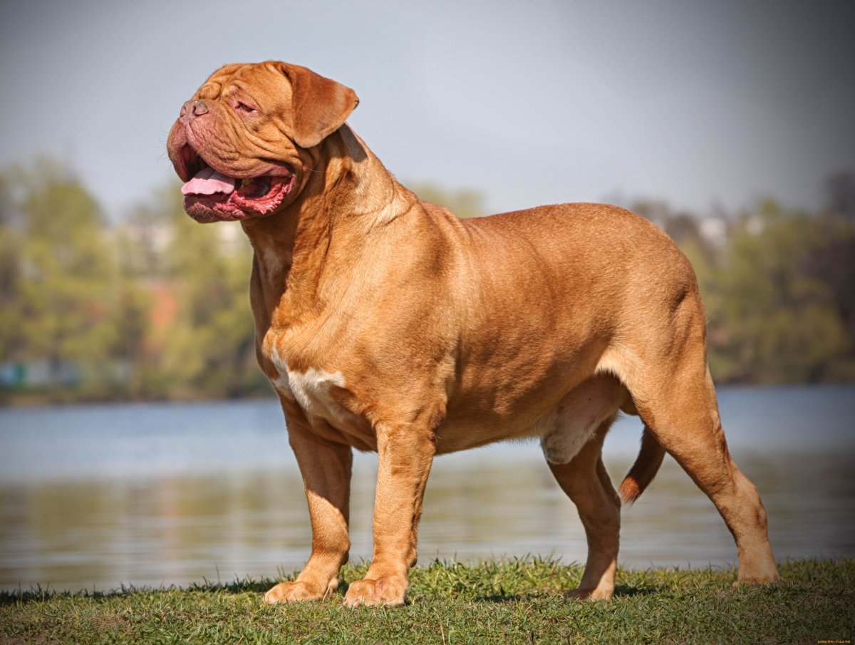 Бордосский дог