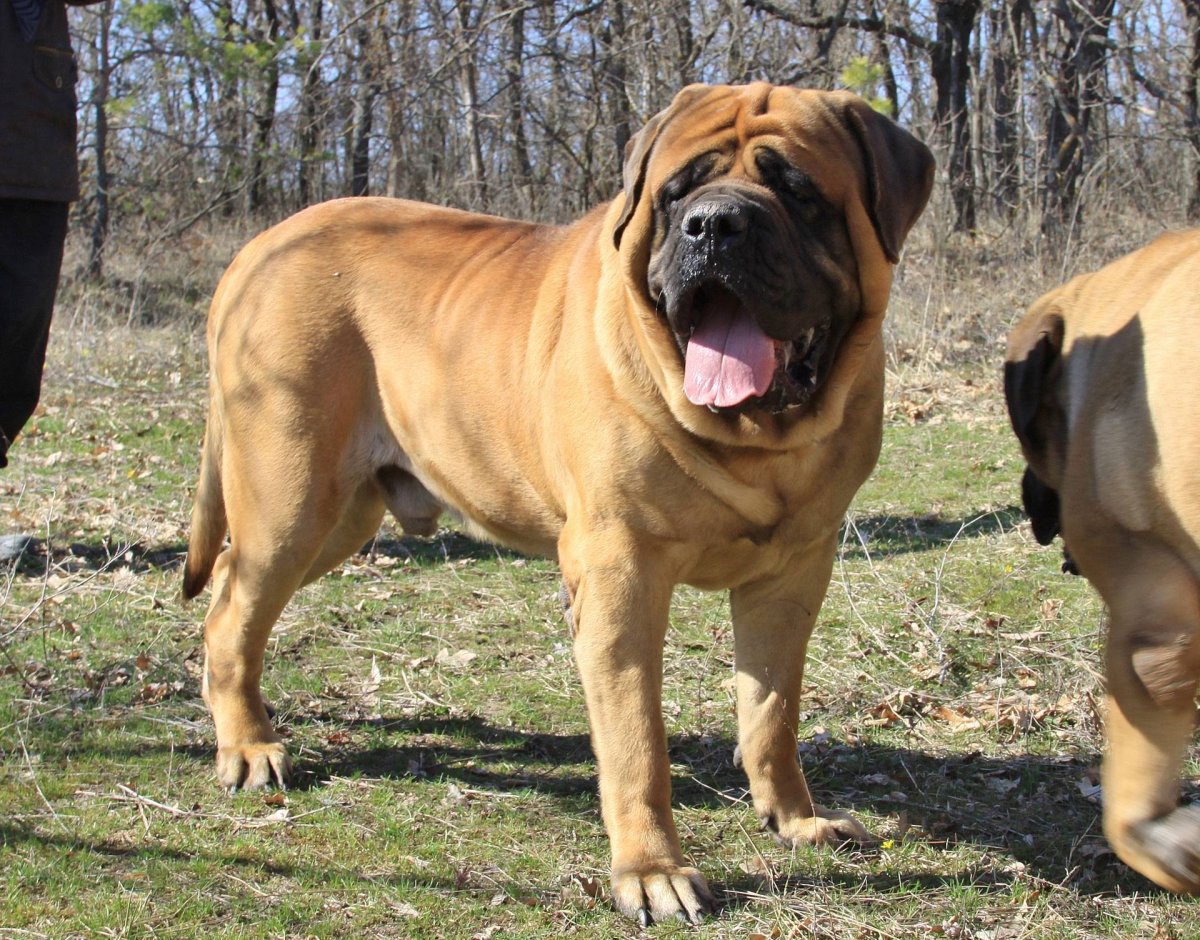 Бельгийский мастиф