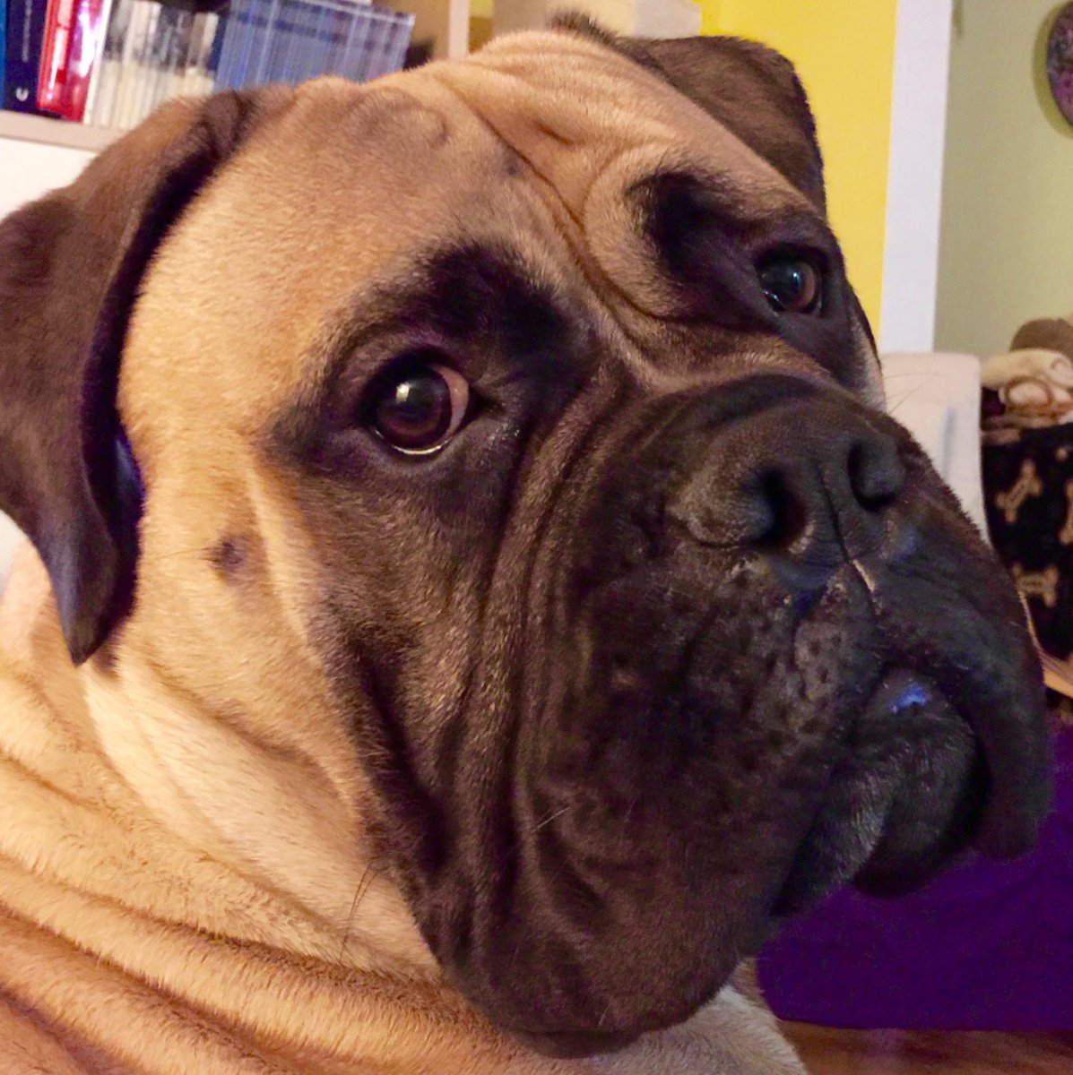 Мастиф Зорба