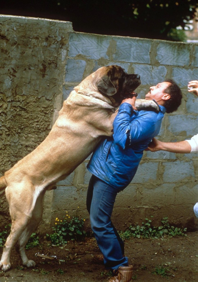 Английский мамтиф Айкана