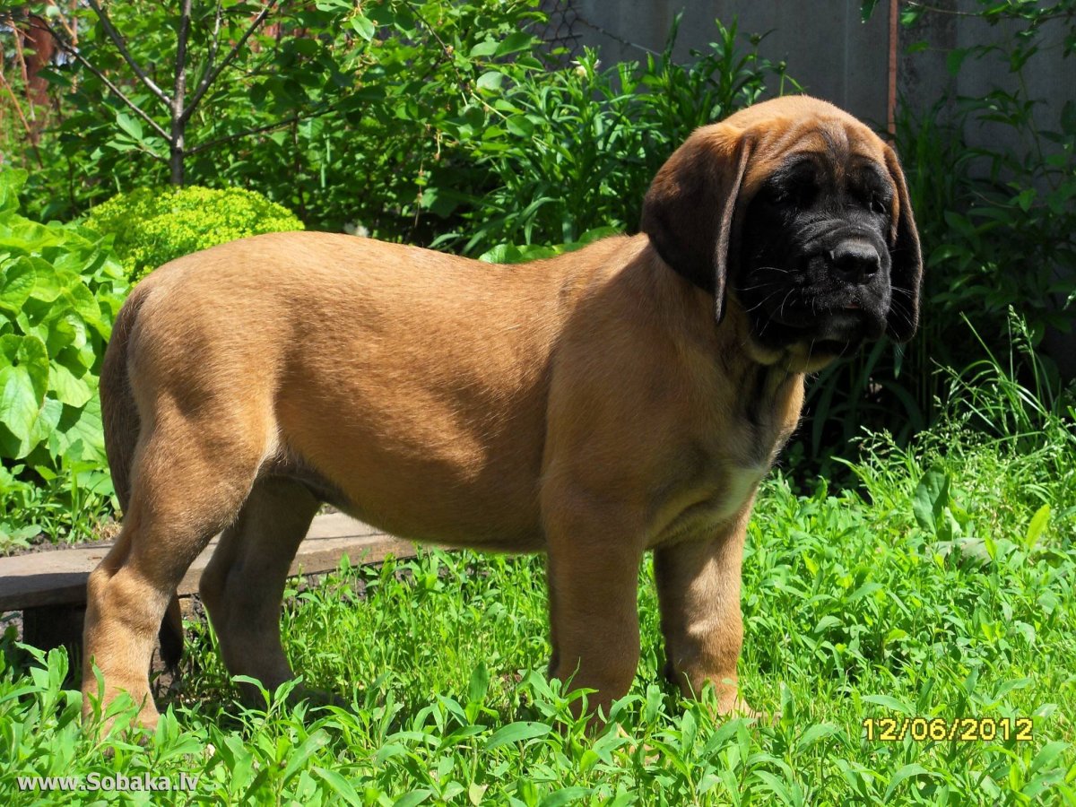 Английский мастиф собака щенок