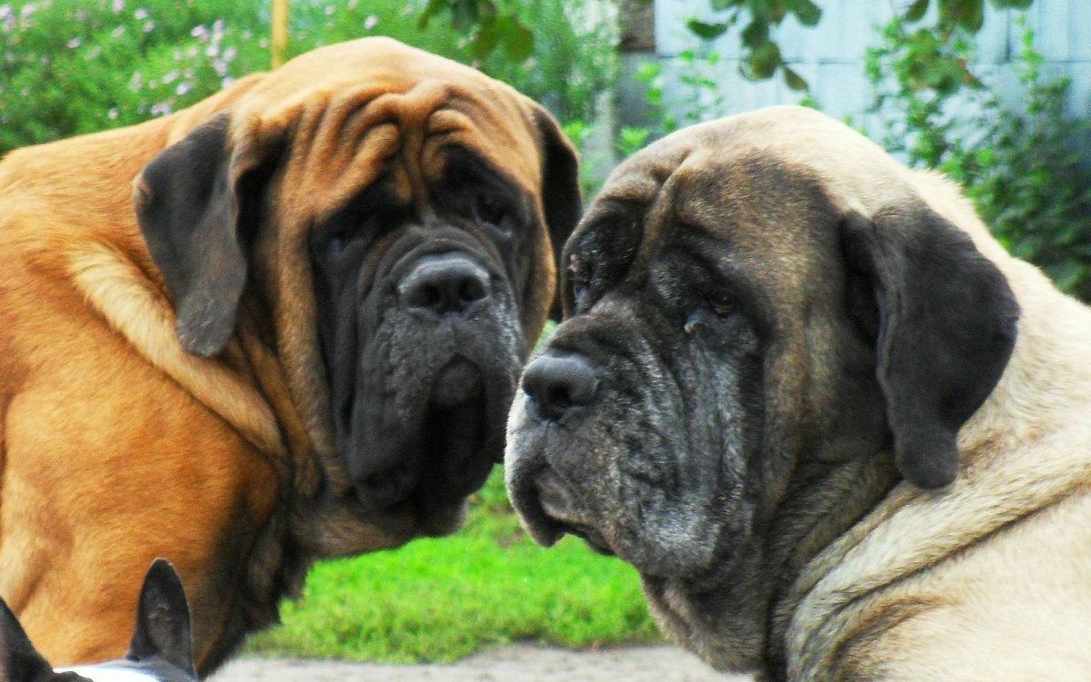 Английский мастиф