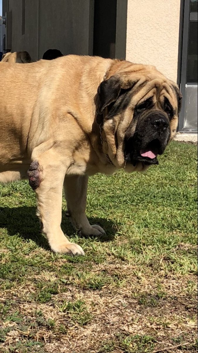 Английский мастиф