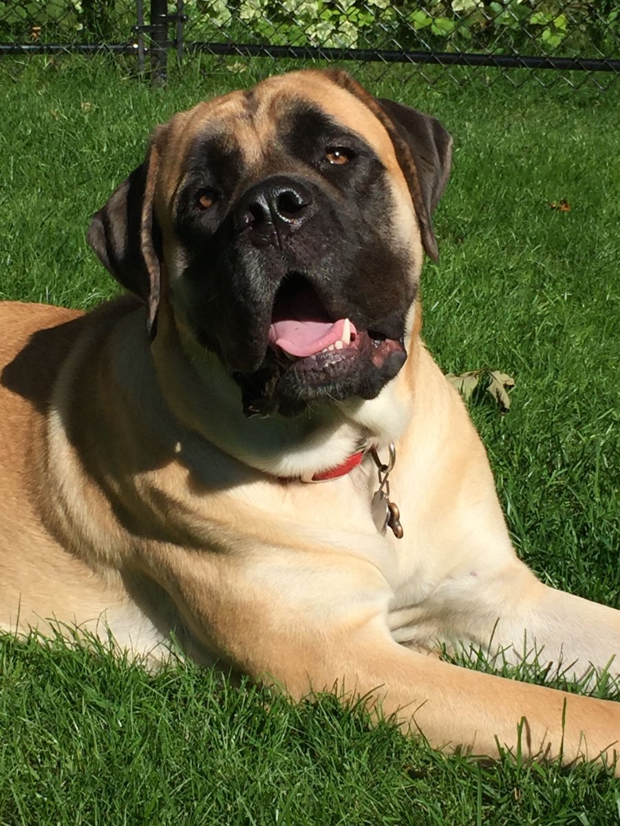 Английский мастиф