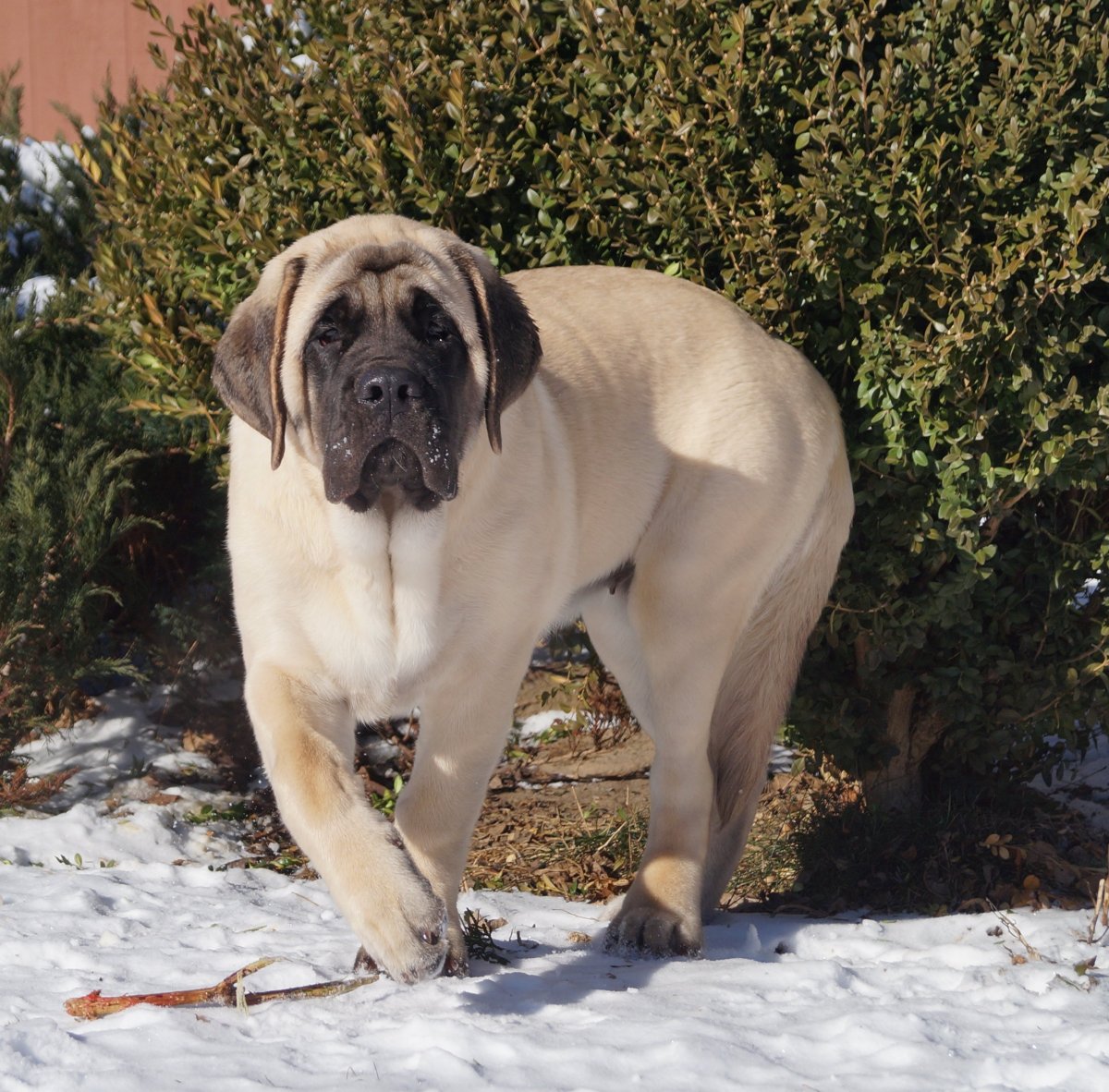 Египетский мастиф