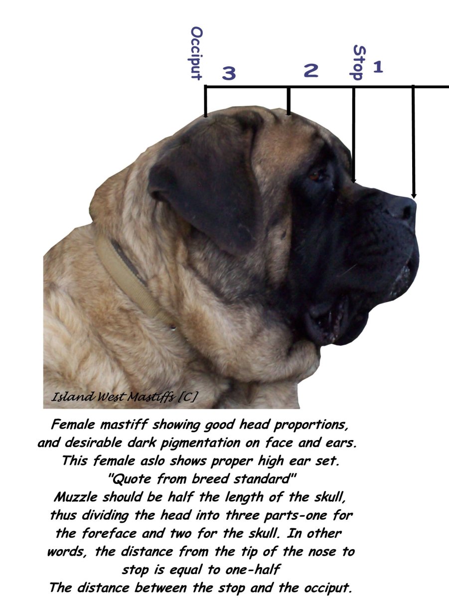 Английский мастиф рост и вес
