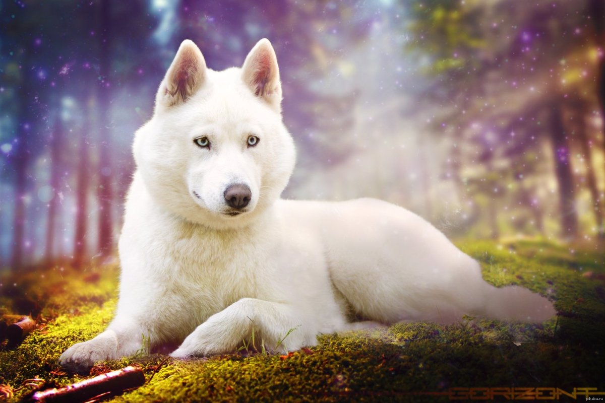 Сибирский хаски белый