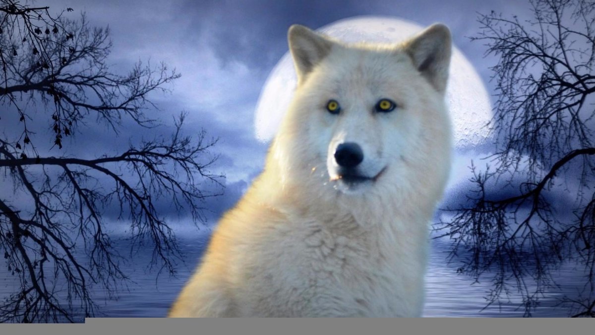 Белая волчица с голубыми глазами