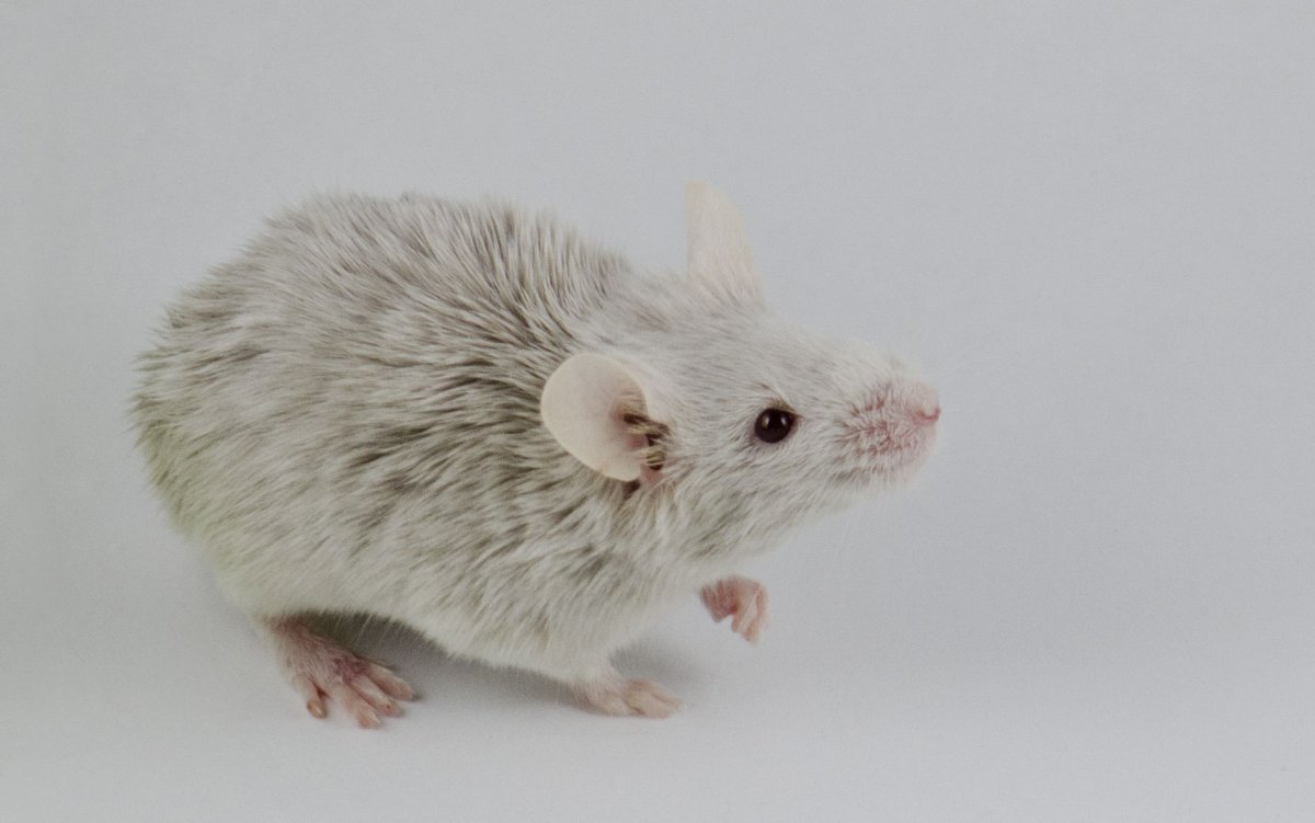 Крыса Дамбо Манкс