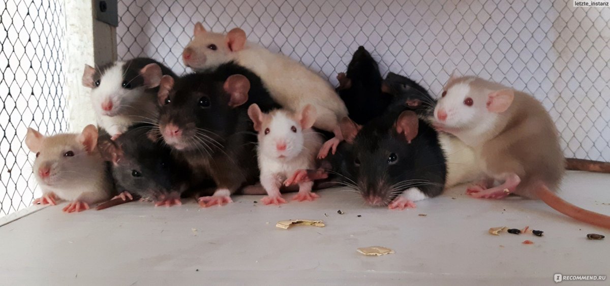Крысы Дамбо взрослые