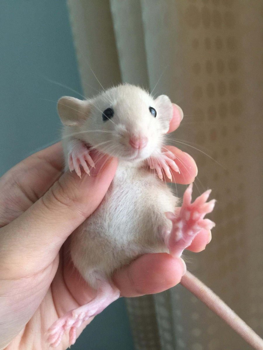 Крыса Дамбо голубая норка