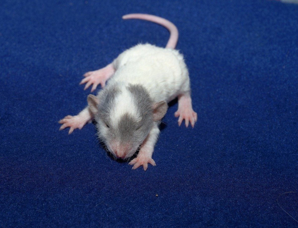 Крыса Дамбо Манкс