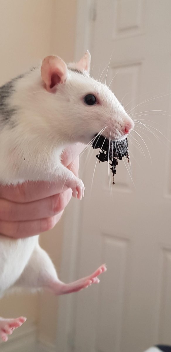 Крыса Дамбо Манкс