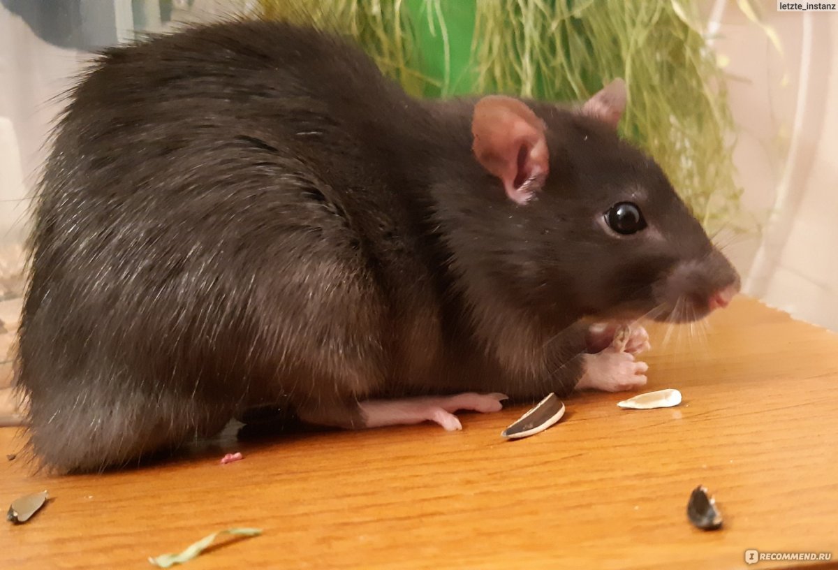 Крыса Дамбо или обычная