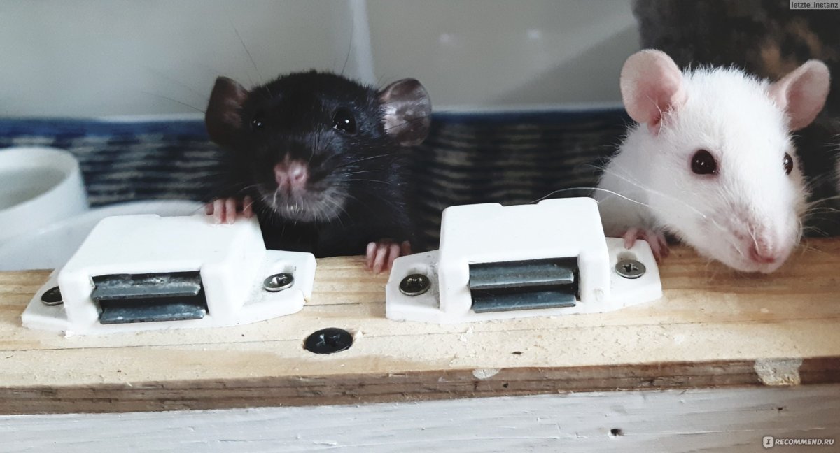 Крыса Дамбо хаски