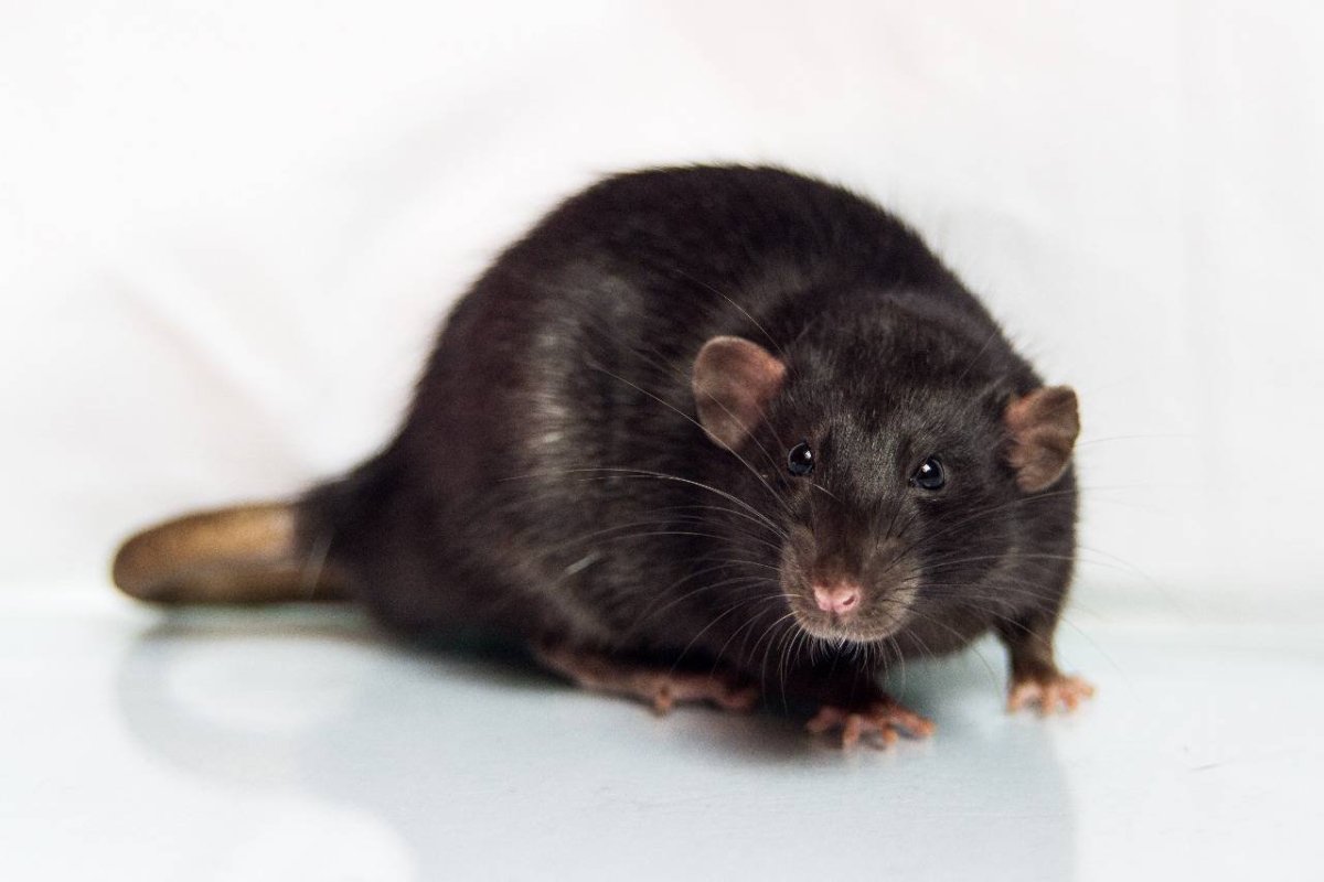 Крыса Дамбо черная