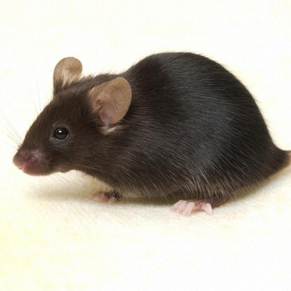 Крыса Дамбо хвост