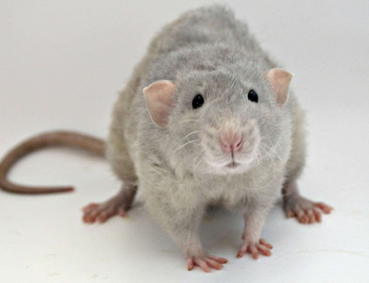 Крыса дамбо манкс