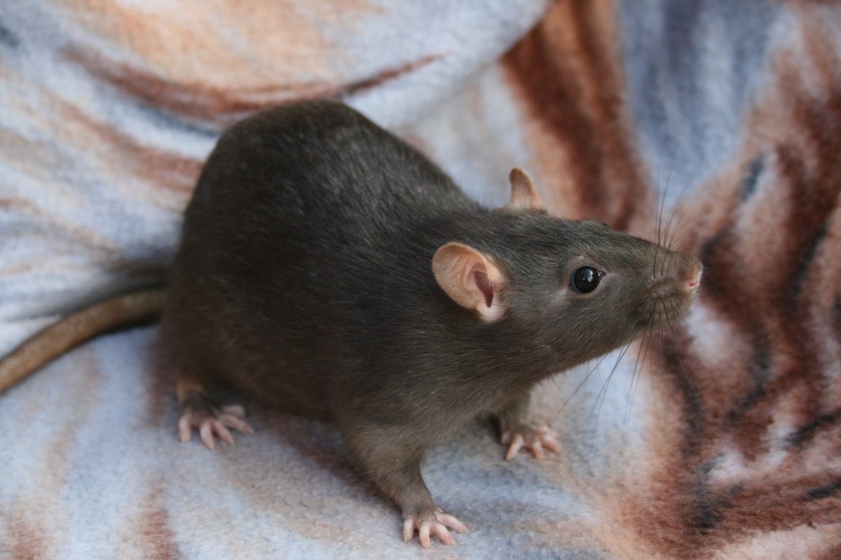 Тёмно серая крыса