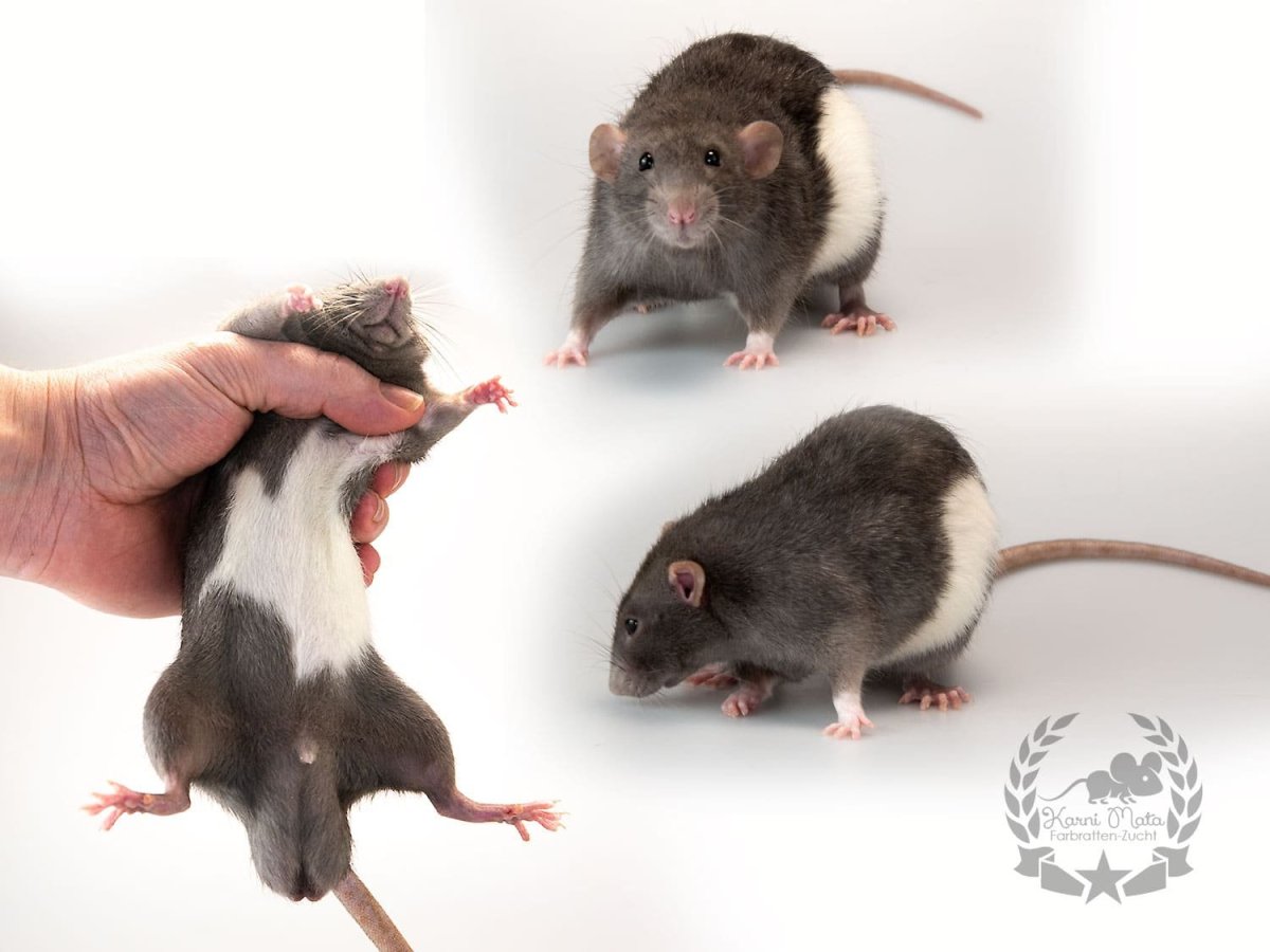 Крыса Дамбо хвост