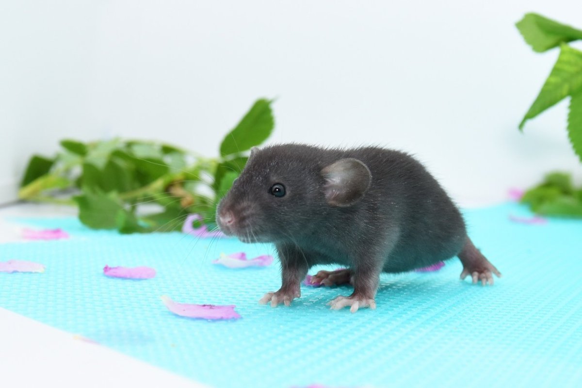 Крысы Дамбо взрослые голубые