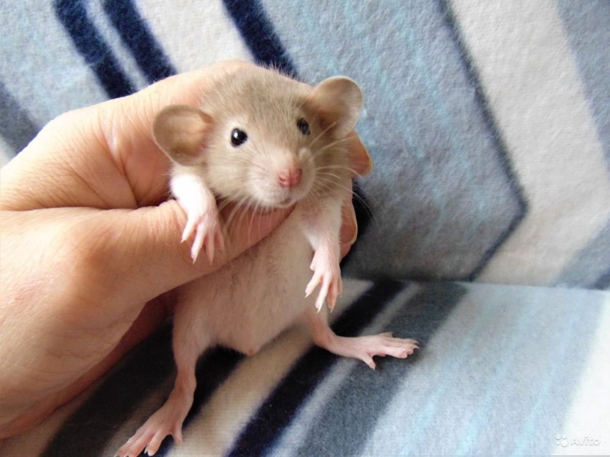 Крыса Дамбо голубая