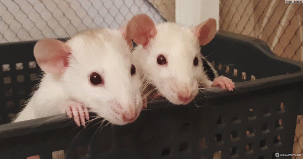 Крыса рекс