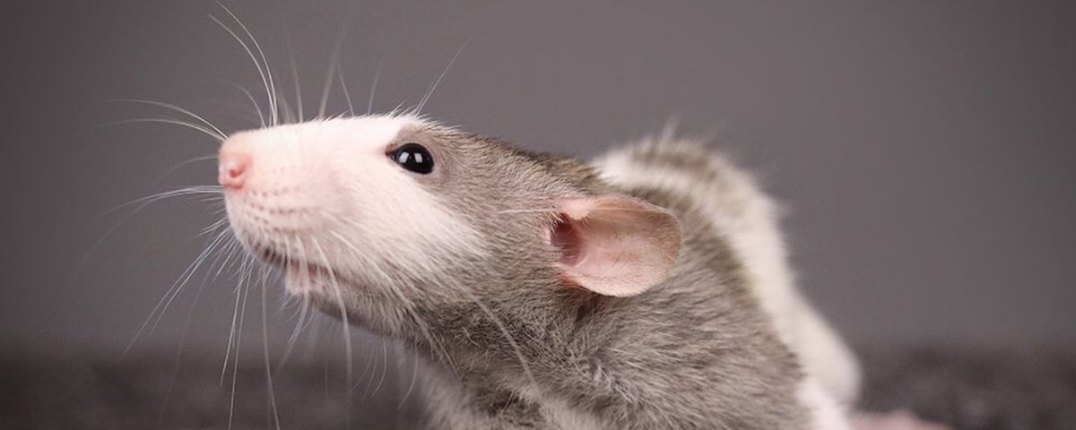 Декоративная крыса Дамбо