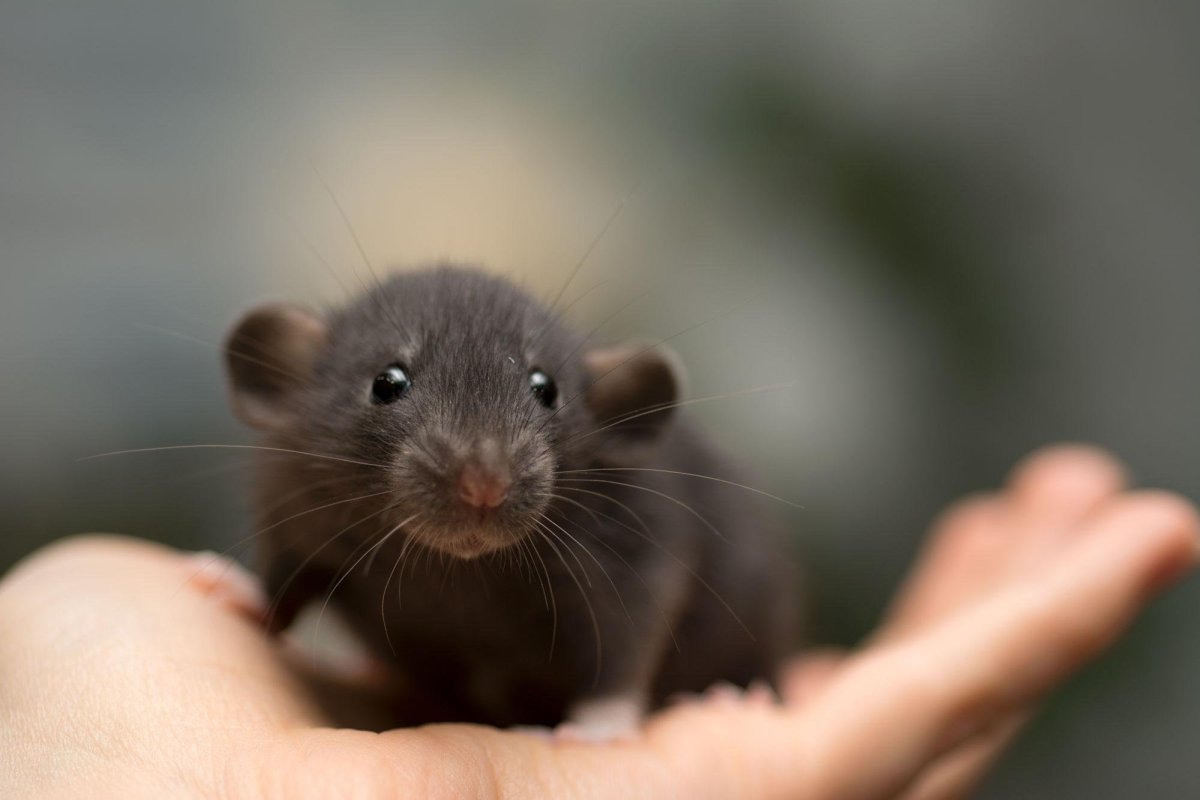 Крыса Дамбо черная