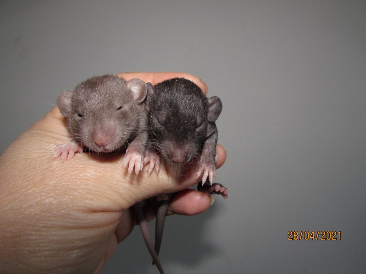 Крысенок Дамбо рекс черный