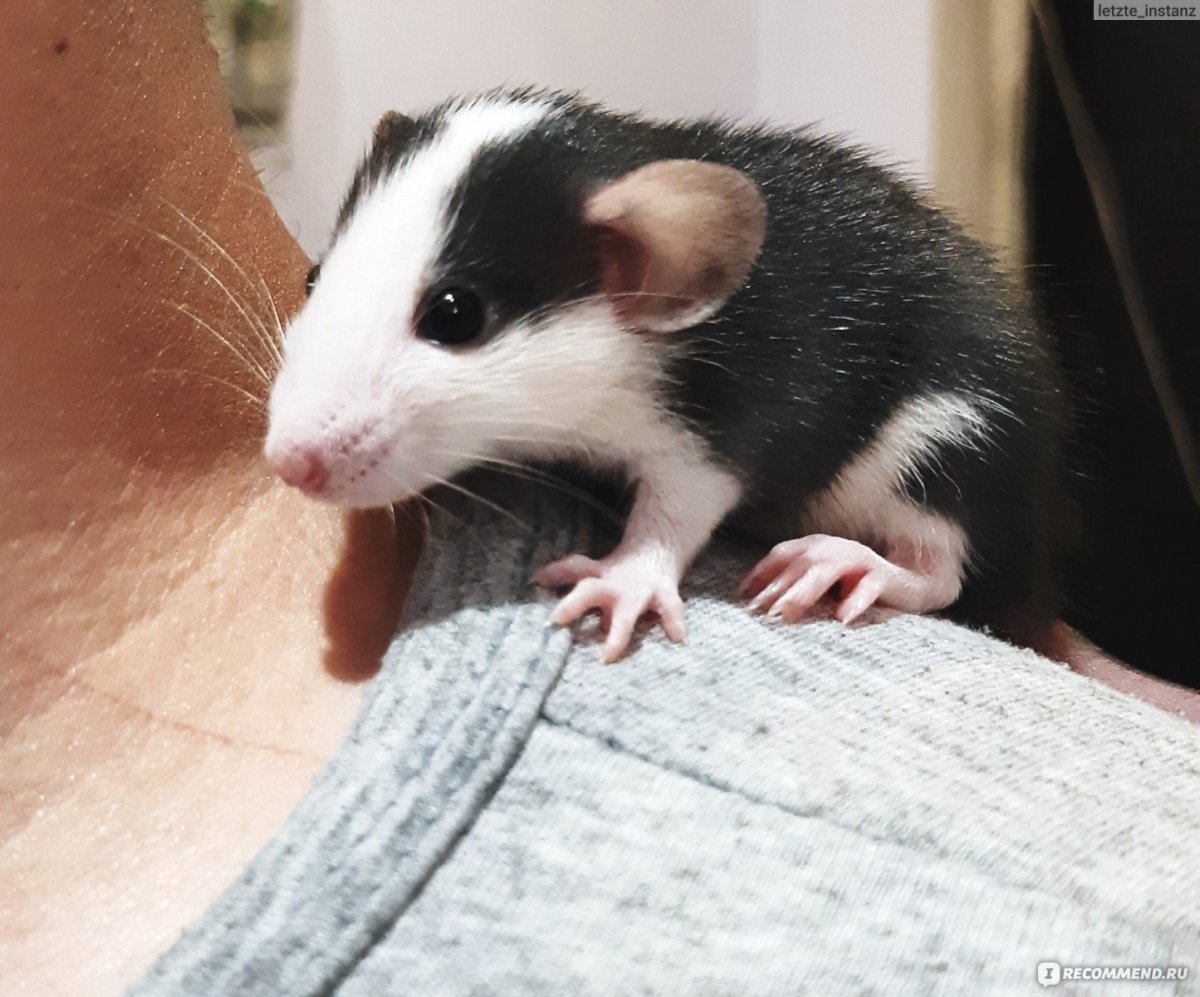 Крыса Дамбо или обычная