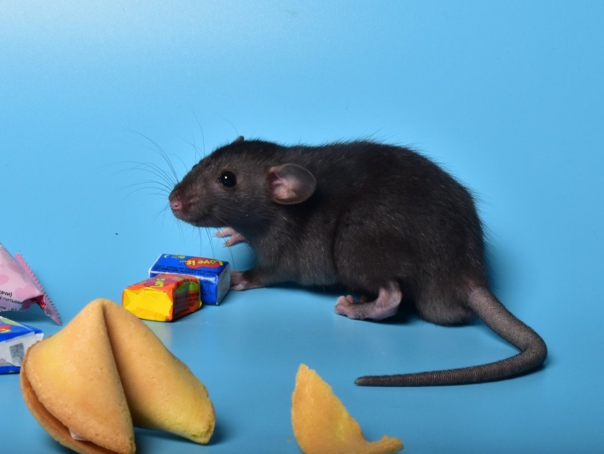 Крыса Дамбо черная