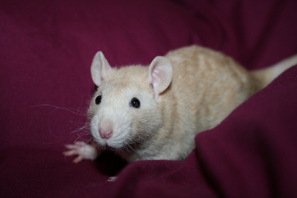 Крысята Дамбо рекс