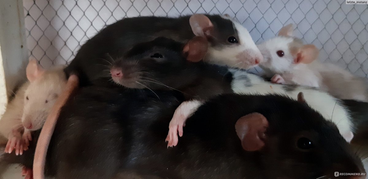 Крысы Дамбо Тверь