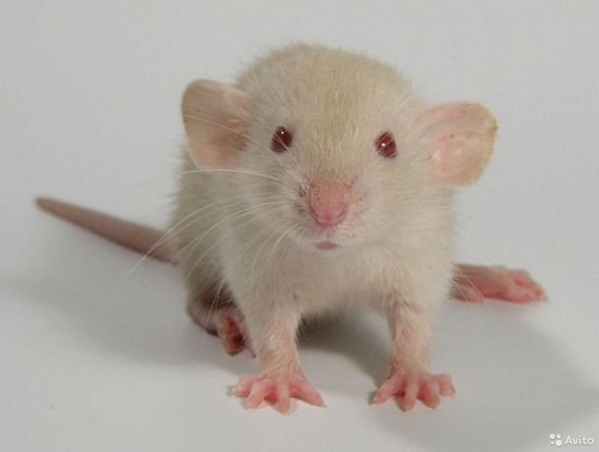 Крыса Дамбо рекс голубая